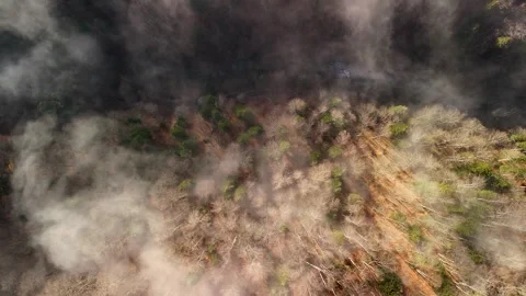 Aerial top down drone view of fog spreading out above forest Stock Footage 296484598
