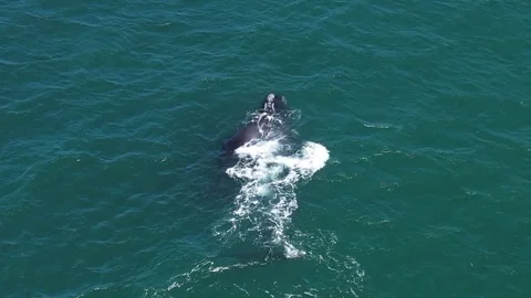 Aerial Top-Down Drone View of Whale Swimming in Crystal Clear Ocean Stock Footage 309487099