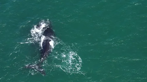 Aerial Top-Down Drone View of Whale Swimming in Crystal Clear Ocean Stock Footage 309487104