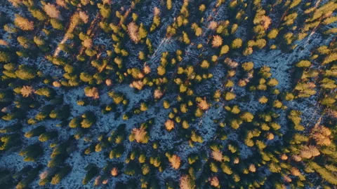 Aerial top-down drone view of a golden larch forest. Stock Footage 322010401
