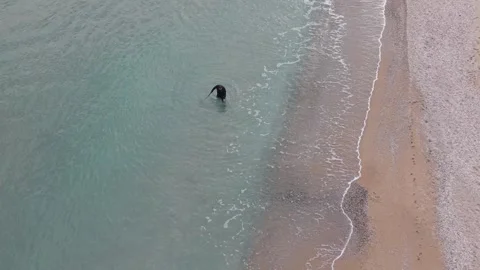 Aerial top-down drone view of sandy coastline, Varna, Bulgaria, December 1, 2025 Stock Footage 322538006