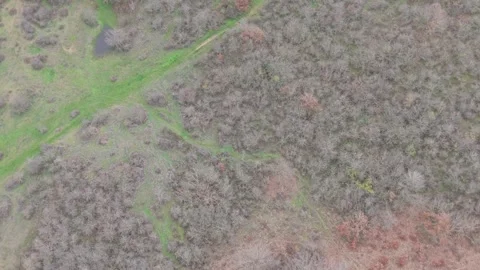 Aerial top-down drone view of winding green path through forest Stock Footage 323322120