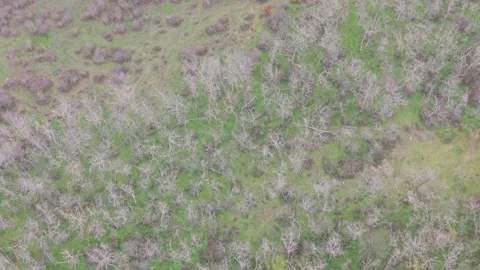 Aerial top-down drone view of winter forest with bare trees Stock Footage 323322124