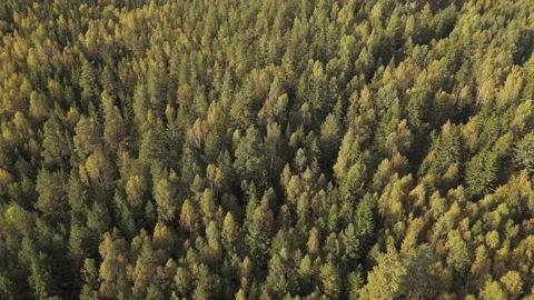 Aerial top down drone view of mixed forest in Sweden, early autumn Stock Footage 323462767
