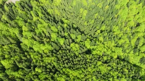 Aerial Top-Down Drone View of Lush Spring Forest Canopy with Forest Road and Stock Footage 336374264