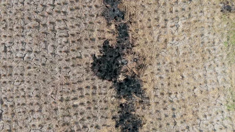 Aerial Top Down Drone View Rising Over Burned and Dry Harvested Rice Field Stock Footage 346195859