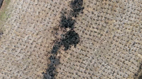 Aerial Top Down Drone View Rising Over Burnt Rice Stubble and Dry Field Stock Footage 346196017