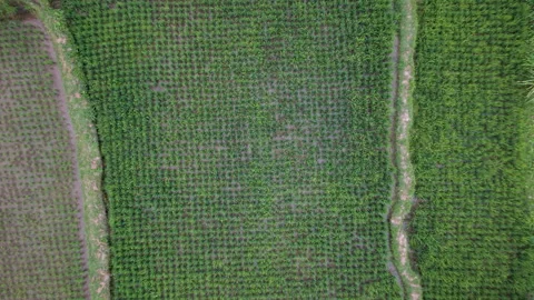 Aerial Top Down Drone View Rising Up Over Green Rice Field Crops Background Stock Footage 346232230