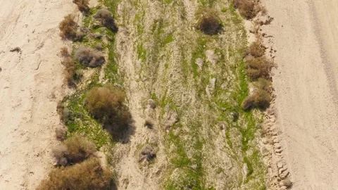 Aerial Top Down Drone View of Green Vegetation Growing in Desert Sand After Video stock 346492677