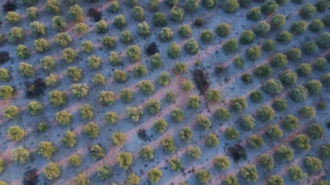 Aerial Top Down Drone View of Olive Plantation in Straight Agricultural Rows Stock Footage 347690093