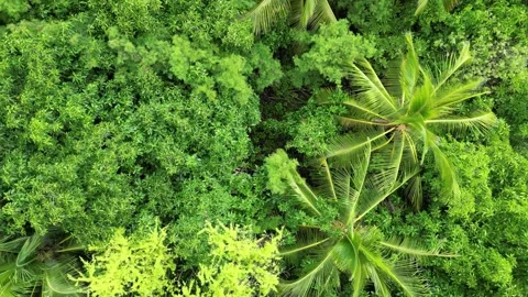 Aerial top-down drone view of palm trees in Hawaii 動画素材 348251055