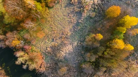 Aerial top-down early cold sunny autumn morning view of trees and lake. Stock Footage 278189054