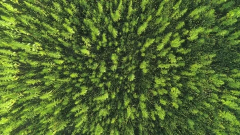 AERIAL TOP DOWN: Endless marijuana plants growing in cannabis drug plantation Video stock 81860397