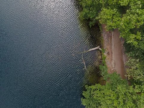 Aerial top down of fallen tree in Krumme Lanke Lake summer in Grunewald For.. Stock Photos