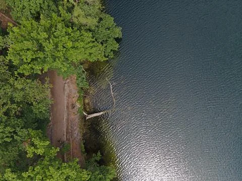 Aerial top down of fallen tree in Krumme Lanke Lake summer in Grunewald For.. Stock Photos