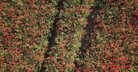 Aerial top down of field of red blooming poppy flowers with car tracks Stock Footage 108630512