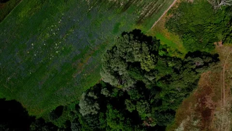 Aerial top down of fields during summer near Thyrow Brandenburg Vídeo Stock 249525621
