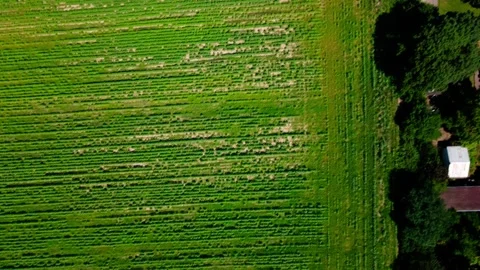 Aerial top down of fields in Thyrow Brandenburg during an summer day Stock Footage 249522537