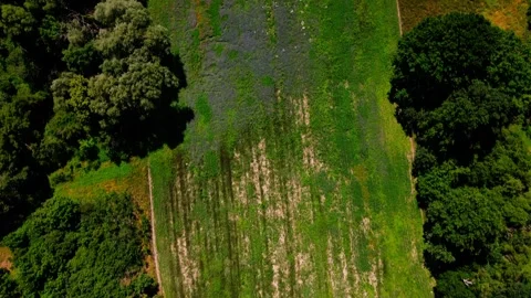 Aerial top down of fields of wildflowers in Thyrow Brandenburg during an su.. Video stock 249522827
