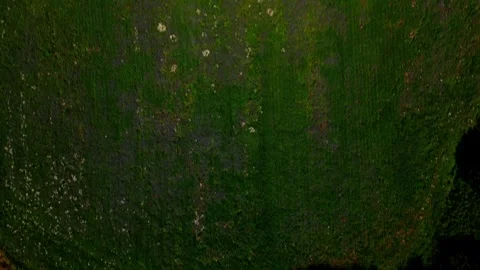 Aerial top down of fields of wildflowers during summer near Thyrow Brandenbur Stock Footage 249525552