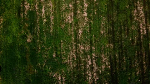 Aerial top down of fields of wildflowers during summer near Thyrow Brandenbur Vídeos de archivo 249525575