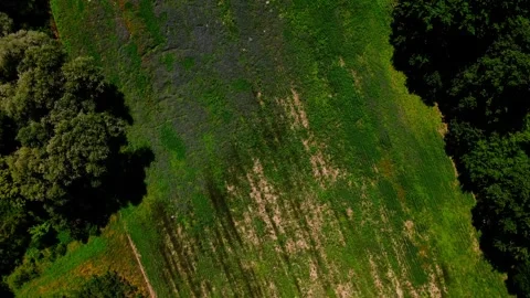 Aerial top down of fields of wildflowers during summer near Thyrow Brandenbur Stock Footage 249525605