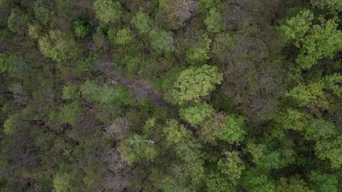 Aerial top down flight over budding trees in northern Canada springtime Stock Footage 80680795