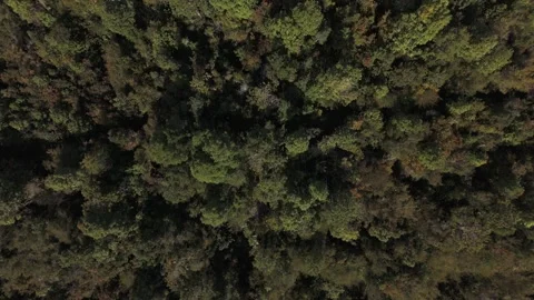 Aerial Top Down Flight Over Forest Tree Tops in Lenca Chile 스톡 동영상 325327819
