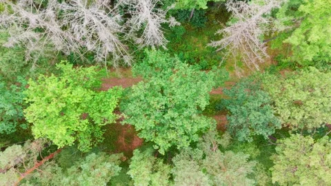 Aerial Top-Down Flight Over Forest Path Stock Footage 345425675