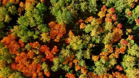 Aerial top down: flying above colorful treetops of deciduous forest in fall Stock Footage 140355698