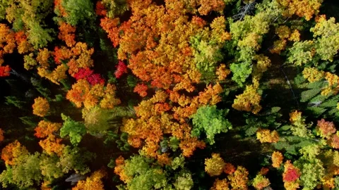 Aerial top down: flying above colorful treetops of deciduous forest in fall Video stock 173537145