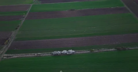 AERIAL TOP DOWN: Flying over patterned lush green meadowns. Sunset time Video stock 201490762