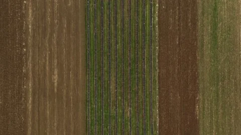 Aerial top down flying sideways across huge colourful vineyard during autumn Stock Footage 145749754