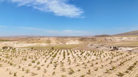 Aerial top-down flyover of organized grapevine rows in a large vineyard Stock Footage 333268432