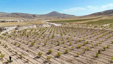 Aerial top-down flyover of organized grapevine rows in a large vineyard Stock Footage 333269428