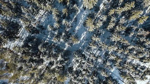 Aerial Top Down Flyover Shot of Winter Spruce and Pine Forest. Trees Covered Stock Footage 102829187