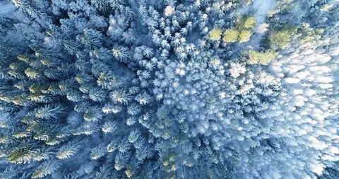 Aerial Top Down Flyover Shot of Winter Spruce and Pine Forest. Stock Footage 120870122