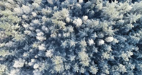 Aerial Top Down Flyover Shot of Winter Spruce and Pine Forest. Stock Footage 120870355