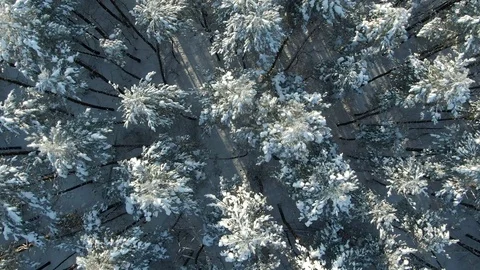 Aerial Top Down Flyover Shot of Winter Spruce and Pine Forest. Rime ice and hoar Stock Footage 120985769
