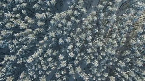 Aerial Top Down Flyover Shot of Winter Spruce and Pine Forest. Rime ice and hoar Stock Footage 120985924