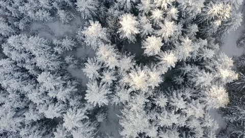 Aerial Top Down Flyover Shot of Winter Spruce and Pine Forest. Stock Footage 123713674