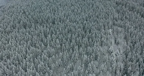 Aerial Top Down Flyover Shot of Winter Spruce and Pine Forest. Trees Covered Stock Footage 127195545