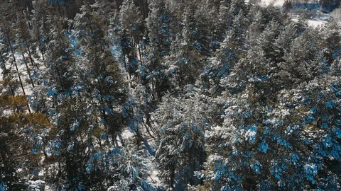 Aerial Top Down Flyover Shot of Winter Spruce and Pine Forest. Trees Covered Stock Footage 127578491