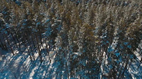 Aerial Top Down Flyover Shot of Winter Spruce and Pine Forest. Trees Covered Stock Footage 127580075
