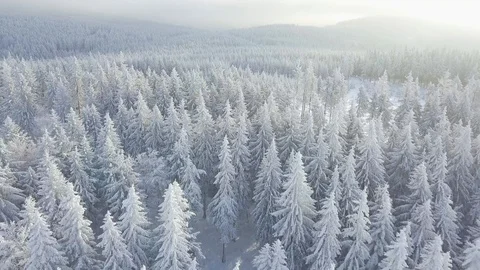 Aerial Top Down Flyover Shot of Winter Spruce  Forest. Trees Covered with Snow. Video stock 129563590
