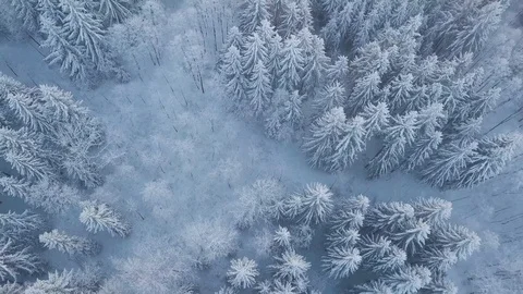 Aerial Top Down Flyover Shot of Winter Spruce  Forest. Trees Covered with Snow. Stock Footage 129563774