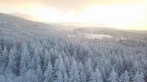 Aerial Top Down Flyover Shot of Winter Spruce  Forest. Trees Covered with Snow. Stock Footage 129564093