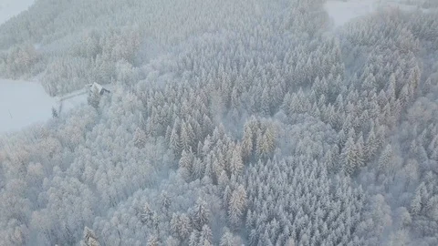 Aerial Top Down Flyover Shot of Winter Spruce and Pine Forest. Trees with Snow. Stock Footage 129564252