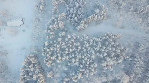 Aerial Top Down Flyover Shot of Winter Spruce and Pine Forest. Trees with Snow. Stock Footage 129564377