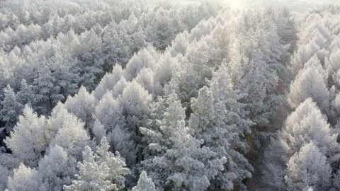 Aerial Top Down Flyover Shot of Winter Spruce and Pine Forest. Trees Covered Stock Footage 144801277